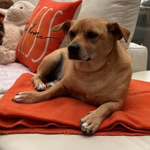 DANNYBOBBY, Hund, Mischlingshund in Heinsberg - Bild 5