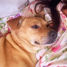 DANNYBOBBY, Hund, Mischlingshund in Heinsberg - Bild 7