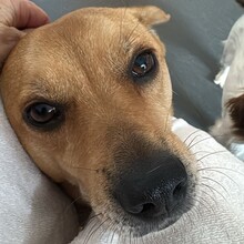 DANNYBOBBY, Hund, Mischlingshund in Heinsberg - Bild 8