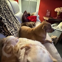 DANNYBOBBY, Hund, Mischlingshund in Heinsberg - Bild 9