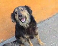 BOLLE, Hund, Mischlingshund in Rumänien