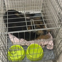 BOLLE, Hund, Mischlingshund in Rumänien - Bild 2
