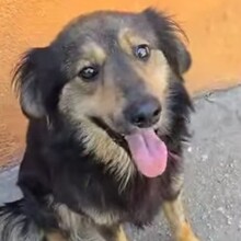 BOLLE, Hund, Mischlingshund in Rumänien - Bild 3