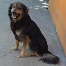 BOLLE, Hund, Mischlingshund in Rumänien - Bild 4