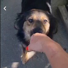 BOLLE, Hund, Mischlingshund in Rumänien - Bild 5