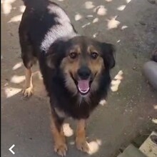 BOLLE, Hund, Mischlingshund in Rumänien - Bild 6