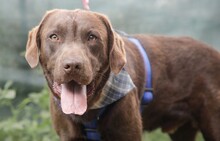 PAX, Hund, Mischlingshund in Rumänien - Bild 2
