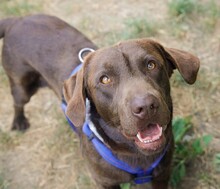 PAX, Hund, Mischlingshund in Rumänien - Bild 3