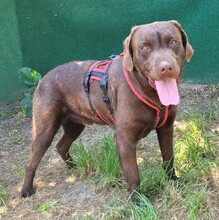PAX, Hund, Mischlingshund in Rumänien - Bild 4