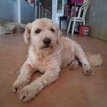 STEVIE, Hund, Mischlingshund in Portugal - Bild 5