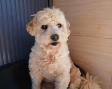 STEVIE, Hund, Mischlingshund in Portugal - Bild 9