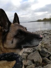 NAALA, Hund, Mischlingshündin in Hitzacker