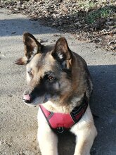 NAALA, Hund, Mischlingshündin in Hitzacker - Bild 2