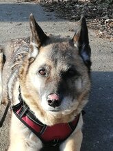 NAALA, Hund, Mischlingshündin in Hitzacker - Bild 3