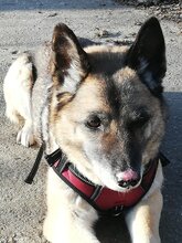 NAALA, Hund, Mischlingshündin in Hitzacker - Bild 4