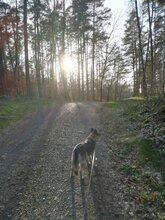 NAALA, Hund, Mischlingshündin in Hitzacker - Bild 5