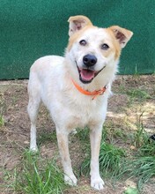 IVA, Hund, Mischlingshund in Rumänien - Bild 2