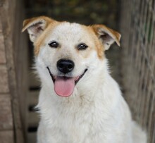 IVA, Hund, Mischlingshund in Rumänien - Bild 4