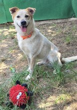 IVA, Hund, Mischlingshund in Rumänien - Bild 5