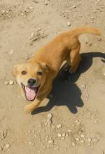 BEE, Hund, Mischlingshund in Rumänien - Bild 2