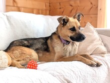 RUSYA, Hund, Mischlingshund in Schäftlarn