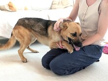 RUSYA, Hund, Mischlingshund in Schäftlarn - Bild 2
