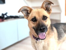 RUSYA, Hund, Mischlingshund in Schäftlarn - Bild 3