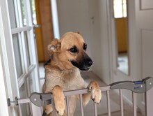 RUSYA, Hund, Mischlingshund in Schäftlarn - Bild 4