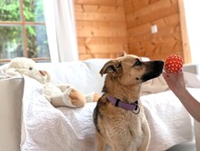 RUSYA, Hund, Mischlingshund in Schäftlarn - Bild 5