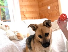 RUSYA, Hund, Mischlingshund in Schäftlarn - Bild 6