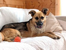 RUSYA, Hund, Mischlingshund in Schäftlarn - Bild 8