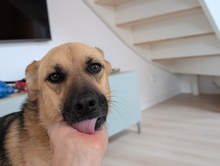 RUSYA, Hund, Mischlingshund in Schäftlarn - Bild 9
