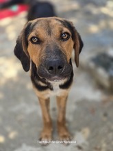 JUTTA, Hund, Mischlingshund in Griechenland - Bild 1