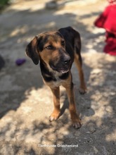 JUTTA, Hund, Mischlingshund in Griechenland - Bild 3
