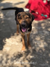 JUTTA, Hund, Mischlingshund in Griechenland - Bild 4