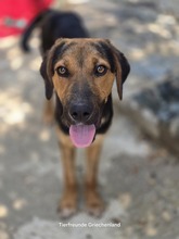 JUTTA, Hund, Mischlingshund in Griechenland - Bild 5
