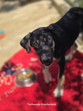 MARVIE, Hund, Affenpinscher in Griechenland - Bild 2