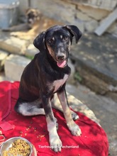 MARVIE, Hund, Affenpinscher in Griechenland - Bild 3