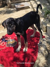 MARVIE, Hund, Affenpinscher in Griechenland - Bild 6