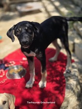 MARVIE, Hund, Affenpinscher in Griechenland - Bild 7