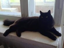 FYRKA, Katze, Europäische Langhaarkatze in Russische Föderation - Bild 1