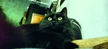 FYRKA, Katze, Europäische Langhaarkatze in Russische Föderation - Bild 2