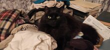 FYRKA, Katze, Europäische Langhaarkatze in Russische Föderation - Bild 3