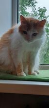 ARES, Katze, Europäisch Kurzhaar in Russische Föderation - Bild 1