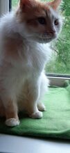 ARES, Katze, Europäisch Kurzhaar in Russische Föderation - Bild 2