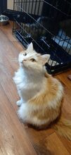 ARES, Katze, Europäisch Kurzhaar in Russische Föderation - Bild 3