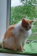 ARES, Katze, Europäisch Kurzhaar in Russische Föderation - Bild 4