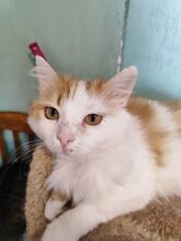 ARES, Katze, Europäisch Kurzhaar in Russische Föderation - Bild 5