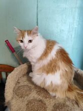 ARES, Katze, Europäisch Kurzhaar in Russische Föderation - Bild 6