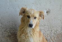 SMERALDINO, Hund, Mischlingshund in Italien - Bild 1